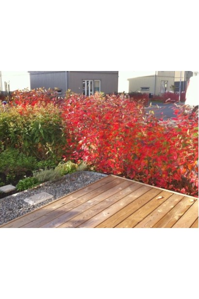 Горобина чорноплідна Хугін – витривалий кущ